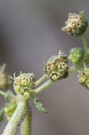 Image de Hedosyne ambrosiifolia (A. Gray) Strother