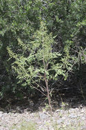 Image de Hedosyne ambrosiifolia (A. Gray) Strother