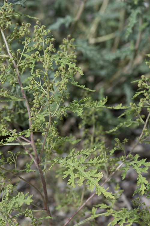 Image de Hedosyne ambrosiifolia (A. Gray) Strother