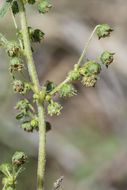 Image de Hedosyne ambrosiifolia (A. Gray) Strother