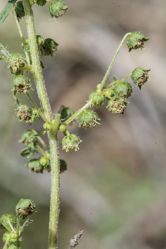 Image de Hedosyne ambrosiifolia (A. Gray) Strother