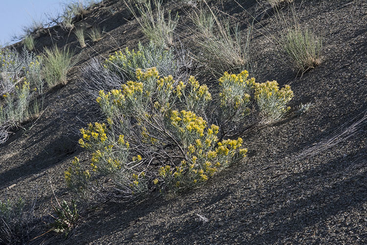 Image of <i>Ericameria <i>nauseosa</i></i> var. nauseosa