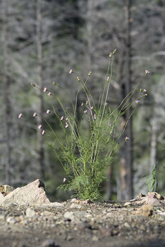 Image of Southwestern Cosmos