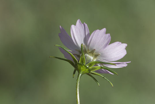 Image of Southwestern Cosmos