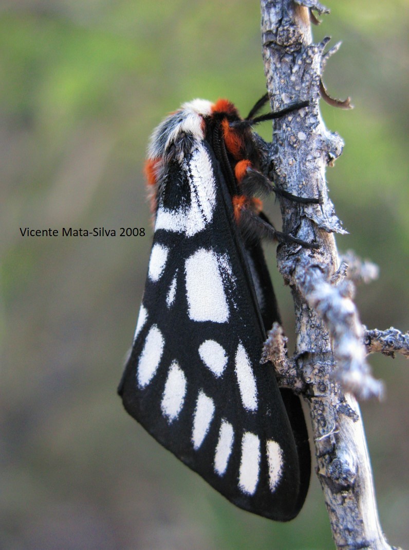 Слика од Hemileuca chinatiensis (Tinkham 1943)