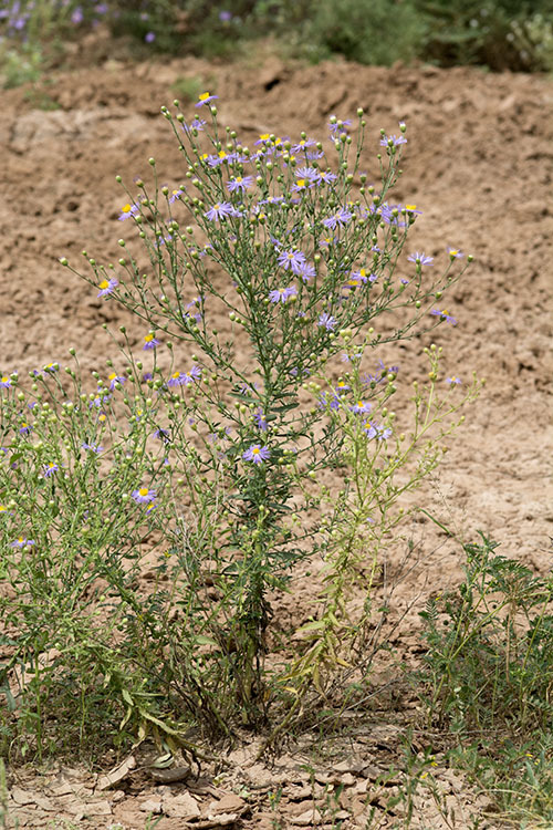 Imagem de Dieteria canescens var. glabra (A. Gray) D. R. Morgan & R. L. Hartman