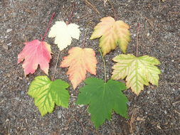 Image of Rocky Mountain maple