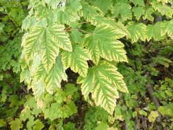 Image of Rocky Mountain maple