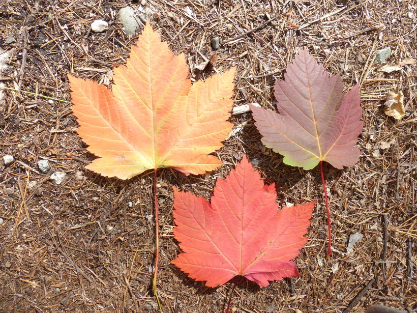 Image of Rocky Mountain maple