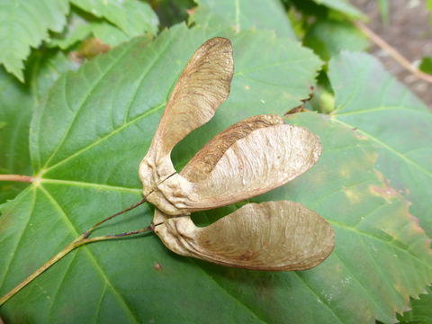 Image of Rocky Mountain maple