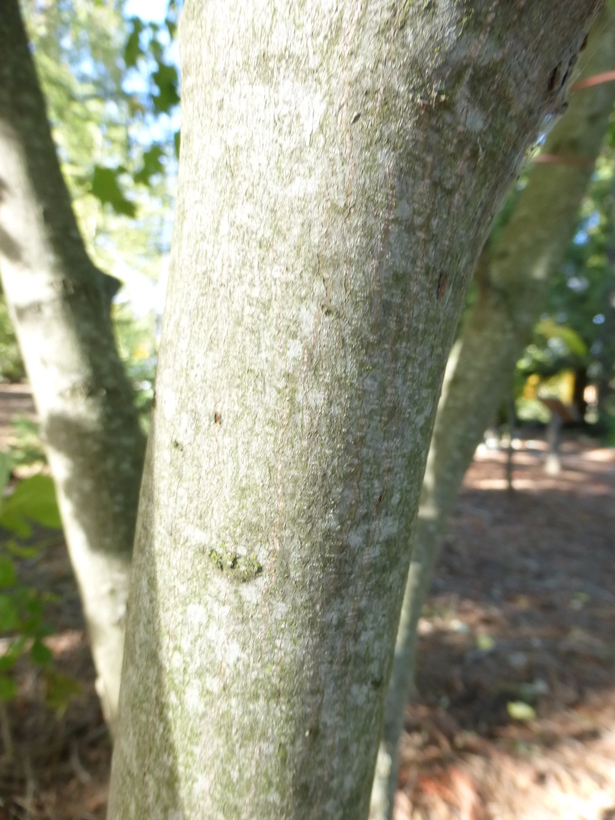 Image of Rocky Mountain maple