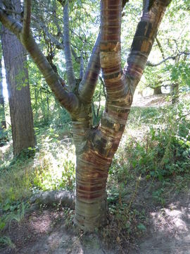 Imagem de Prunus serrula Franch.