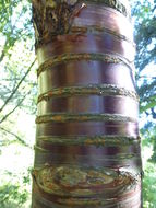 Image of Prunus serrula Franch.