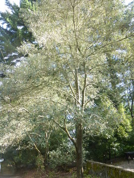 Image of Silverleaf Oak