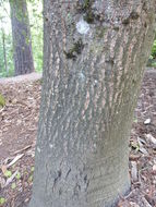 Image of Silverleaf Oak