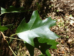 Quercus velutina Lam. resmi