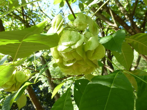 Image of common hoptree