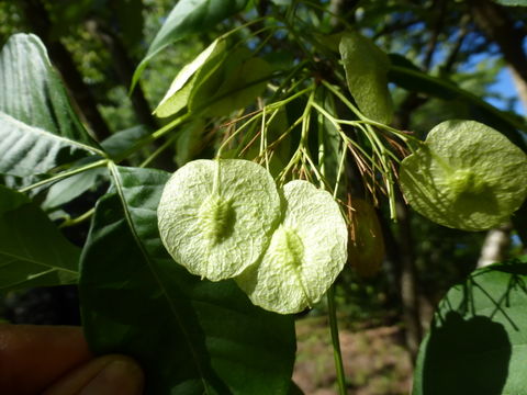 Plancia ëd Ptelea trifoliata L.