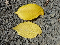 Image of Eurasian elm