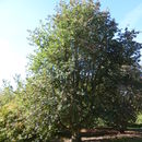 Image of Swedish Whitebeam