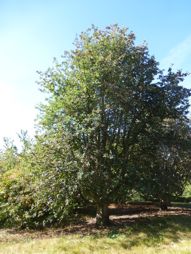 Image of Swedish Whitebeam