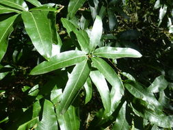 Image of Willow Oak