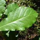 Quercus glabrescens Benth. resmi