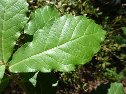 Image of Quercus glabrescens Benth.