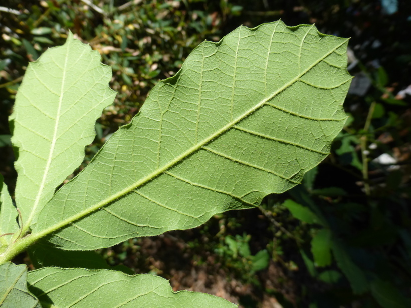 Слика од Quercus glabrescens Benth.