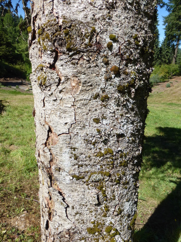 Image of Cascade Fir