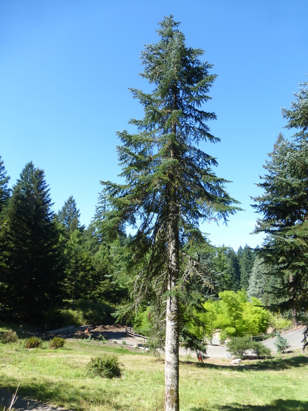 Image of Cascade Fir