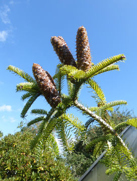 Image of Silver Fir