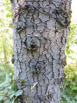 Image of Shasta red fir