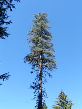 Image de Abies magnifica var. shastensis Lemmon