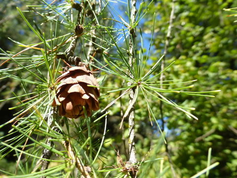 Larix laricina (Du Roi) K. Koch resmi