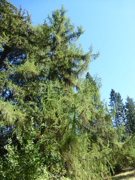 Image of American Larch