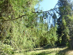 Image of American Larch