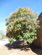 Image of Golden-rain tree