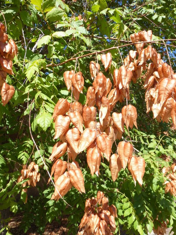 Image of Golden-rain tree