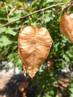 Image of Golden-rain tree