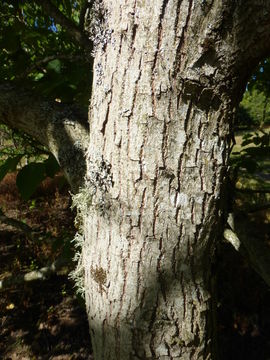 Image of Japanese raisin tree