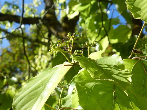 Слика од Hovenia dulcis Thunb.