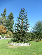 Image of Monkey Puzzle