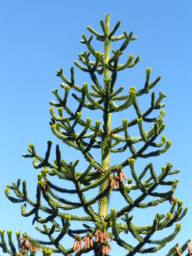 Слика од Araucaria araucana (Molina) K. Koch