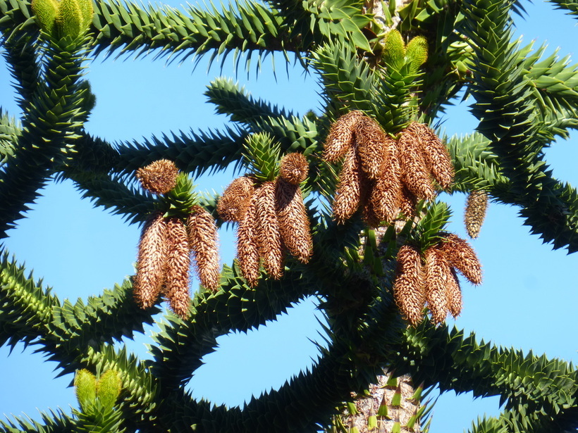 Image of Monkey Puzzle