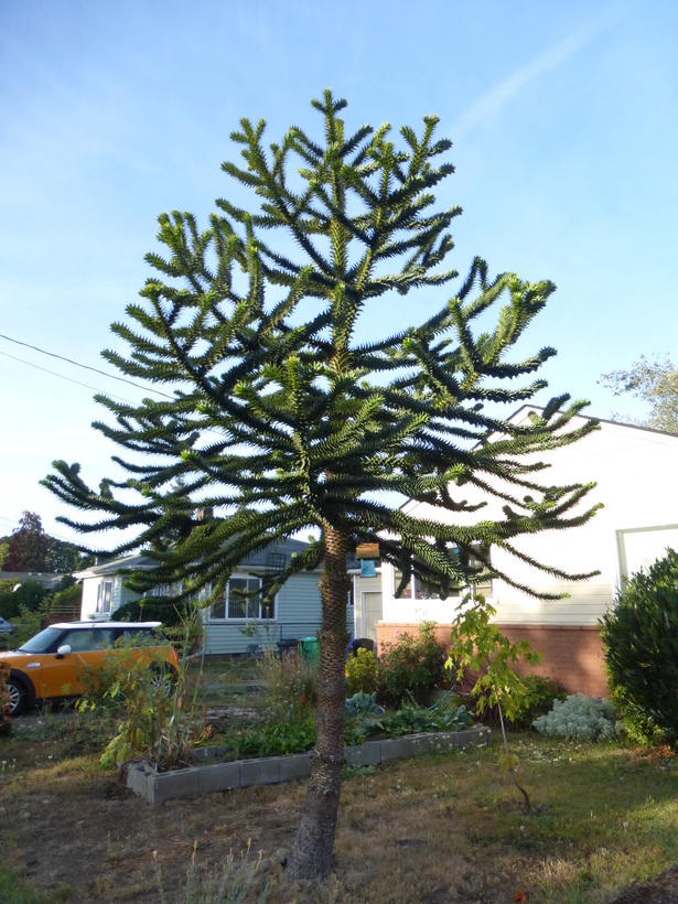 Plancia ëd Araucaria araucana (Molina) K. Koch