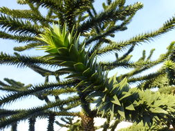 Слика од Araucaria araucana (Molina) K. Koch