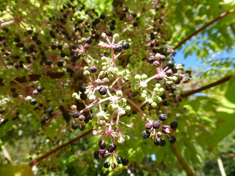 Image of devil's walkingstick