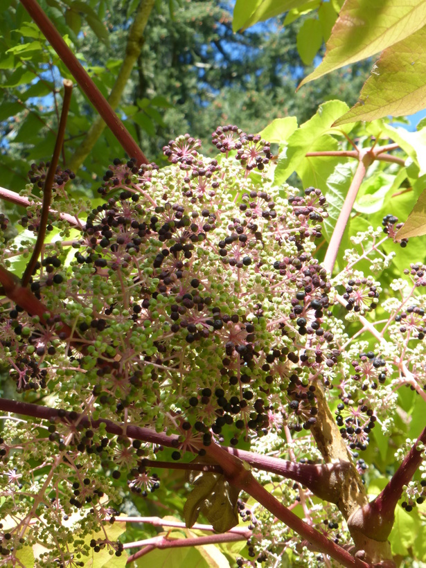 Image of devil's walkingstick