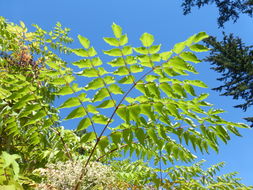 Image of devil's walkingstick